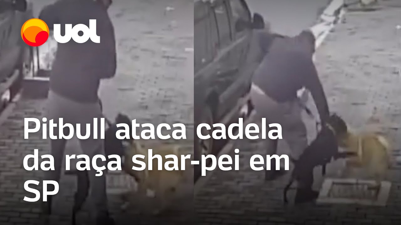 Pitbull ataca cadela da raça shar-pei em Perdizes, em São Paulo; veja o vídeo
