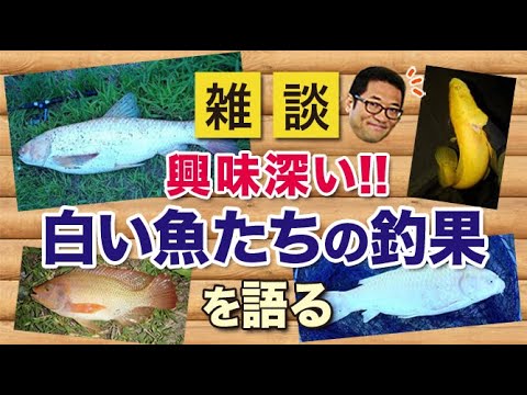 興味深い！白い魚たちの釣果について語る！【雑談動画その36】