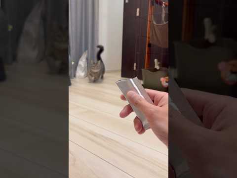 いい匂いを感じる猫たちのかわいらしい仕草をご覧ください サムネイル