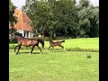 Springpaard Zeer talentvolle (Donthargos X Clinton) springhengst aangeboden