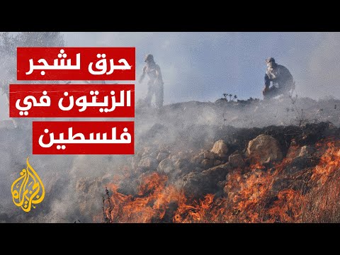 شاهد| مستوطنون يحرقون أشجار زيتون لعائلة فلسطينية في الخليل