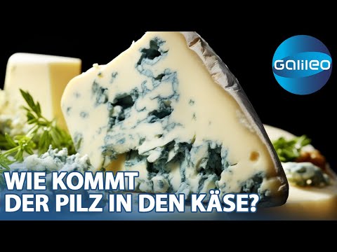 Schimmelzauber! Blauschimmelkäse von Hand vs. vom Band