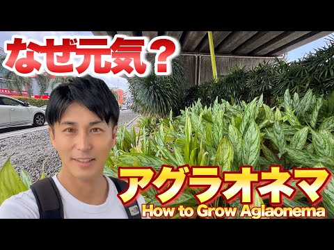 【高架下でなぜ元気！？】アグラオネマの育て方（自生地から学ぶ）