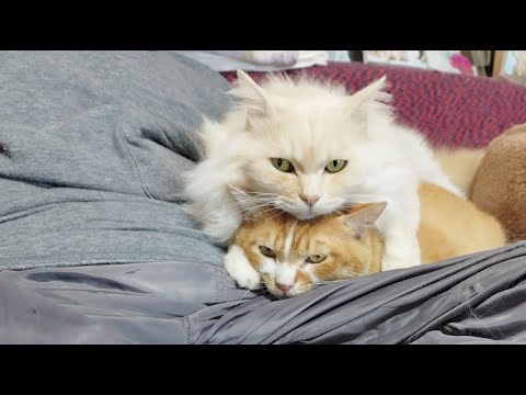 猫の動画サムネイル - ぼーちゃんがライブ配信中！　2025年5月23日