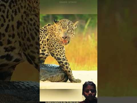 Jaguar vs crocodile
