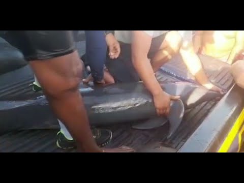 PNC apoya en liberación de un delfín