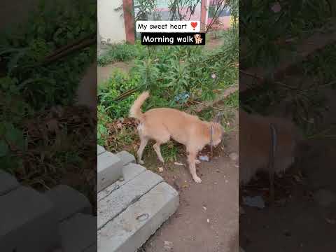 morning walk 😊🌞🐕#tranding #trendingsong #youtubeshort #please_subscribe_my_channel #petvideos