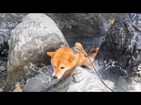 夏バテの柴犬を沢登りに連れて行ったら凄すぎた【4K】