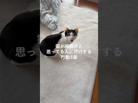 猫が母猫と思っている行動とその秘密｜猫好きのための解説 サムネイル