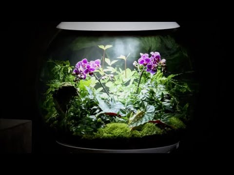 AIR 60 Terrarium Planting Inspiration | Orchids