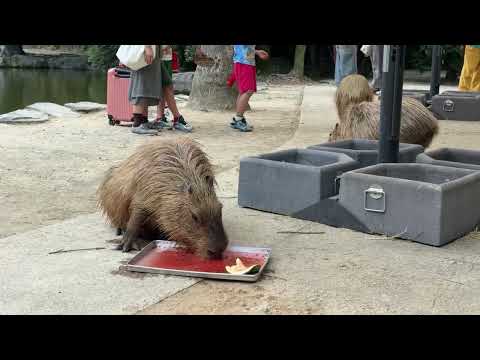 【LIVE】カピバラのスイカ、水風呂 capybara watermelon bath