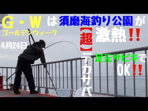 【須磨海釣り公園】特大サバが連發🌟お子樣必見!足下サビキで釣れまくる‼️G・Wはこれで決まり⤴️【明石】【神戸】【爆釣】