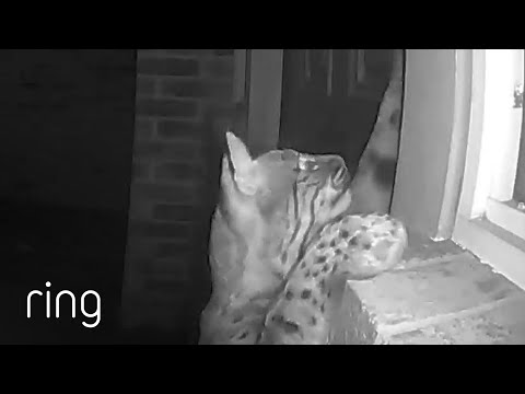 Did This Bobcat Lock Itself Out? | RingTV