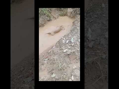 funnydogs#dogcat#cute#doglover#doglife#cure#funny#pets#petlifestyle