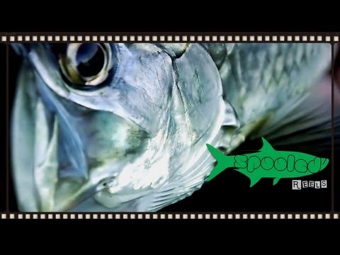 Baby Tarpon on fly The Trail: A-Z