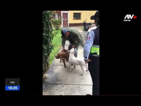 Pueblo Libre: Hombre es multado con más de S/6 mil por pasear a perros sin bozal y correa