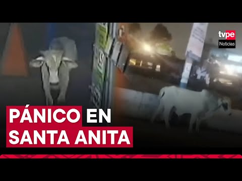 Santa Anita: toro suelto desata pánico en transeúntes y embiste a ciclista