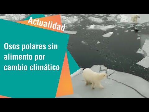 Osos polares sin alimento por cambio climático | Actualidad