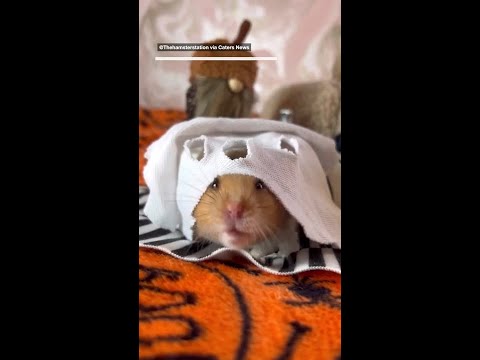 Hamster thrown adorable halloween party bash