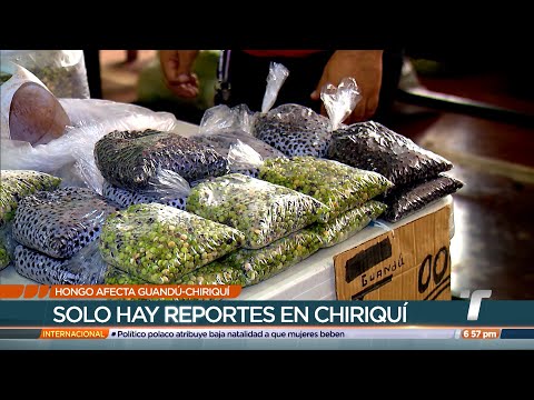 Cultivos de guandú en Chiriquí afectados por hongo