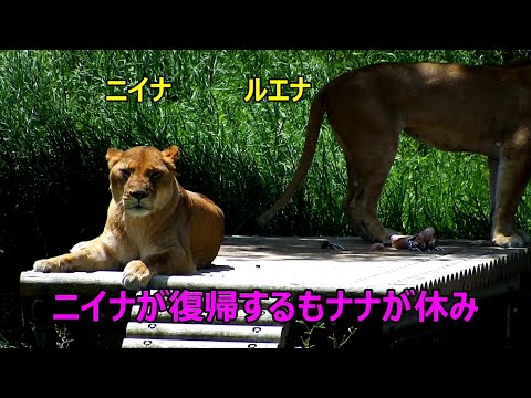 ニイナが元気に復帰するも今度はナナがケガでお休みです Lion (ライオン) 多摩動物公園