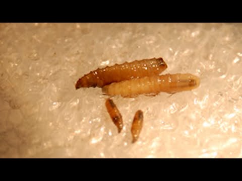 En Panamá se han detectado 12 casos de gusano barrenador en humanos