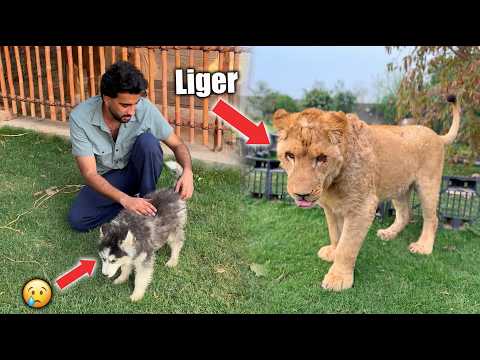 Finally Liger Ko Dekh Lia 😍
