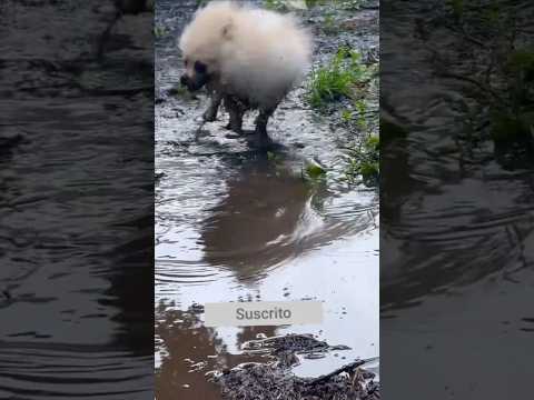 Pomerania no puedo creer