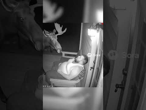 Man Screams as Giant Moose Wakes Him Up! 😂