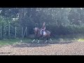 Dressuurpaard Zeer interessante merrie voor sport en fokkerij, nieuwe video