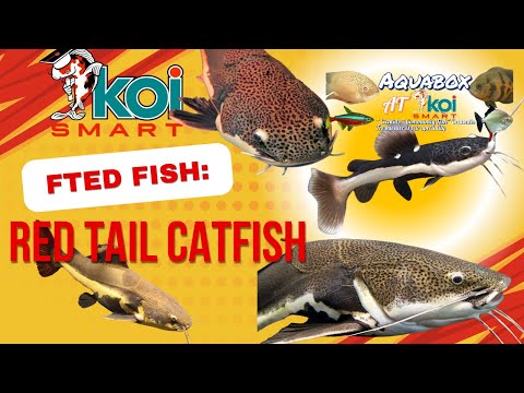 Koi Smart Featured Fish_ Red Tail Catfish 🌟 Fish of the Week at Koi Smart & AquaBox! 🌟
Dive into the exotic world of aquatic wonders wit