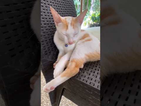 Sleepy Cat Overload: Long-Legged Cat #cat #눈물의여왕 #김지원 #catlover #catvideos #cats