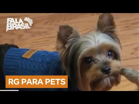 SinPatinhas: veja como cadastrar cães e gatos no programa de RG para pets