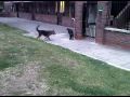 Play Time!  My German Sheperd (5 and half months old) playing with Rottweiler mix ( 8 months old)