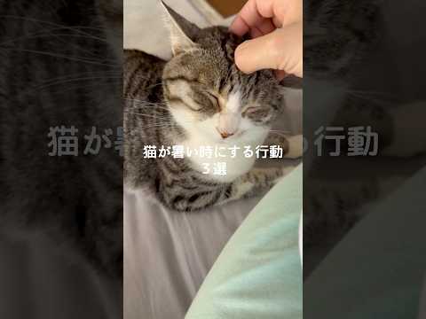 猫の動画サムネイル - 猫が暑い時にする行動3選 #猫 #ねこ #猫のいる暮らし #猫のいる生活 #猫との暮らし #保護猫 #猫好きさんと繋がりたい #猫動画 #猫のいる生活 #猫好き VOICEVOX:ずんだもん
