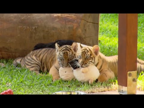Growing Up With Twin Tiger Cubs | Tigers About The House | BBC Earth