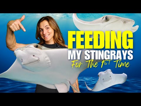 I FEED and SWIM with our STINGRAYS for the FIRST T Get Your LegaSea Limited Edition Bundle Now_ https_//legaseaaquarium.com/products/legaseabundle

New