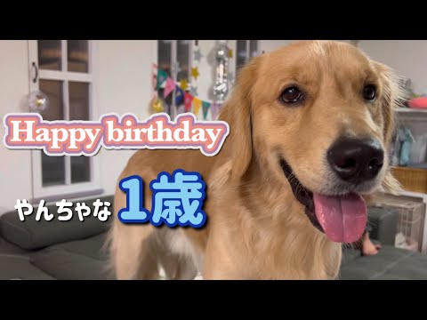 やんちゃ盛りのゴールデンレトリバーと誕生日パーティーをするとこうなりますww