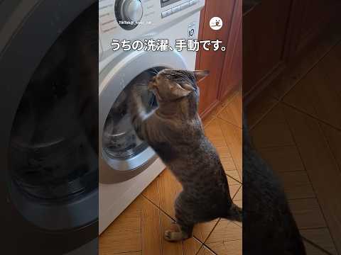 犬の動画サムネイル - 猫の手、ガチで借りちゃった🤣｜PECO