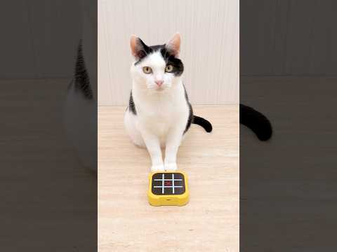 Cat and TIC TAC TOE