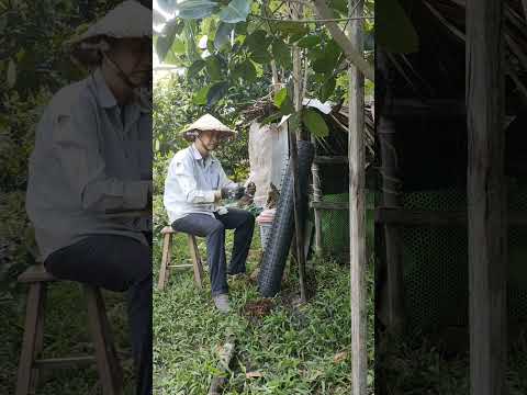 Tự tay rào gà bằng lưới nhựa, ai ngờ đơn giản mà hiệu quả! DIY Chicken Fence Made from Plastic Net