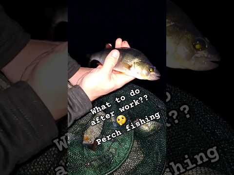 Perch 🤩🤩 just a beautiful fish #fishing #perch #outdoors #shorts #fish