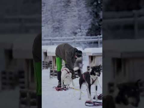Vinteridyll i Trysil - bli med på hundekjøring