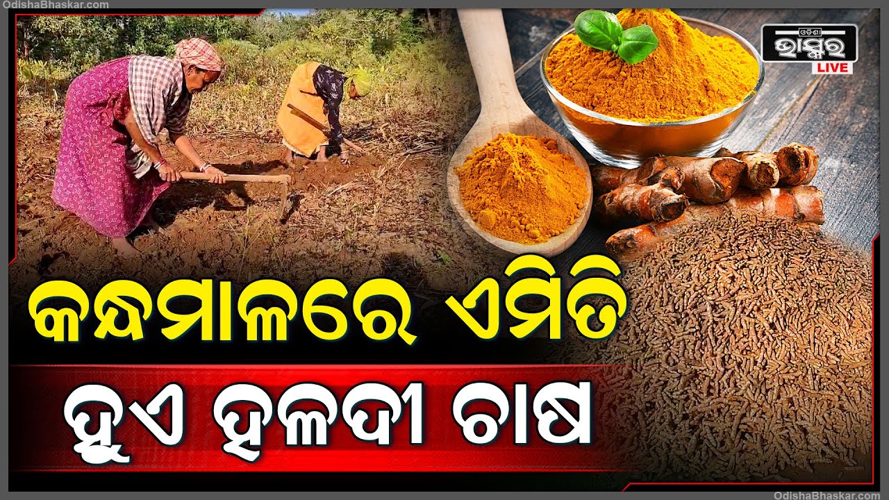 ସ୍ୱାଭିମାନ ଅଞ୍ଚଳରେ ହଳଦୀ ଚାଷ କରି ଆତ୍ମନିଭର ଚାଷୀ...ଦେଶ ବିଦେଶରେ ମଧ୍ୟ ଏହି ହଳଦୀର ରହିଛି ବେଶ୍ ଚାହିଦା |