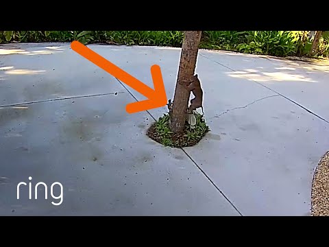 Squirrel Uses Evasive Tactics Against Bobcat | RingTV