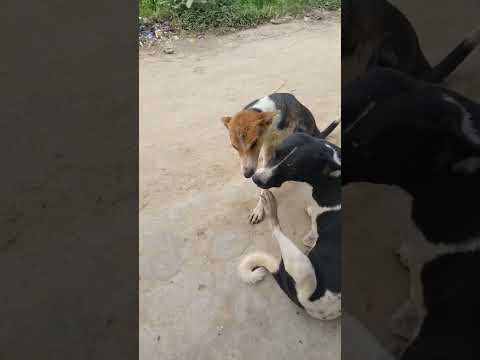 are bhai tumhen bahut bada ho raha hai #kab Katwa aaega #shortvideo #funny #comedy video 🐕