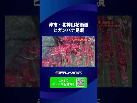 桜並木の足元に秋の花　津市・北神山花街道でヒガンバナ見頃へ