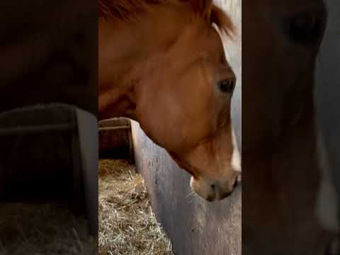 元競走馬タマゴカケゴハン、最近、察知機能が向上している