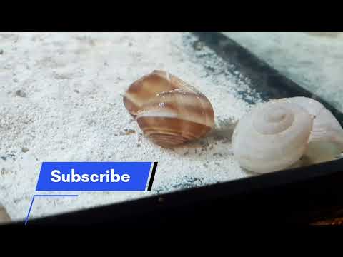 AGGRESSIVE Green Terror Cichlid Fish moves his fry THANKS FOR WATCHING!!
HIT THAT LIKE BUTTON, SUBSCRIBE AND SHARE THIS VIDEO.

**HELP US GET TO 1,000 