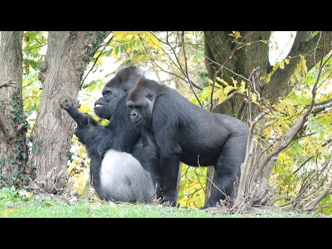 Excited Female Gorilla Disturbs Baby’s Sleep, Upsetting Dalila
